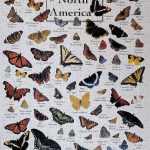 puzzle - Butterflies Of North America (1)