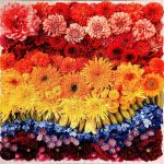 puzzle - Flowers